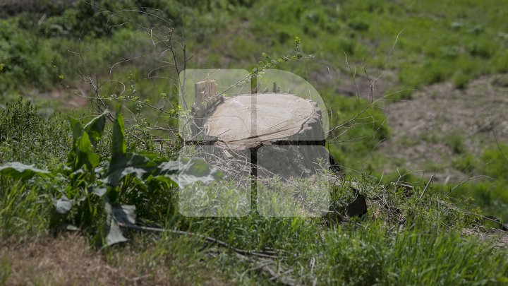 SCANDAL în satul Horeşti. Localnicii, REVOLTAŢI că au fost TĂIAŢI ILEGAL pomii fructiferi: E un lucru criminal (FOTO)