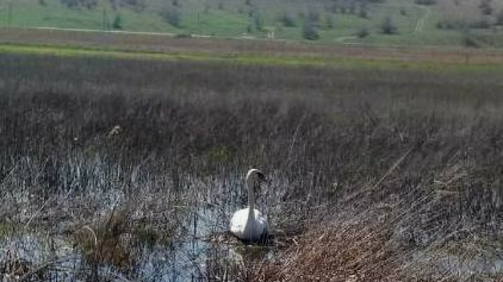 Apel la Serviciul 112 pentru a interveni într-o misiune mai puţin obişnuită. Salvatorii au mers de urgenţă la faţa locului (FOTO)
