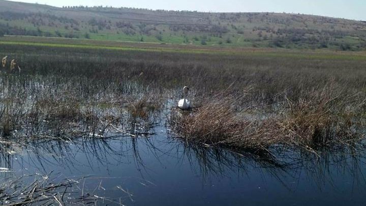 Apel la Serviciul 112 pentru a interveni într-o misiune mai puţin obişnuită. Salvatorii au mers de urgenţă la faţa locului (FOTO) 