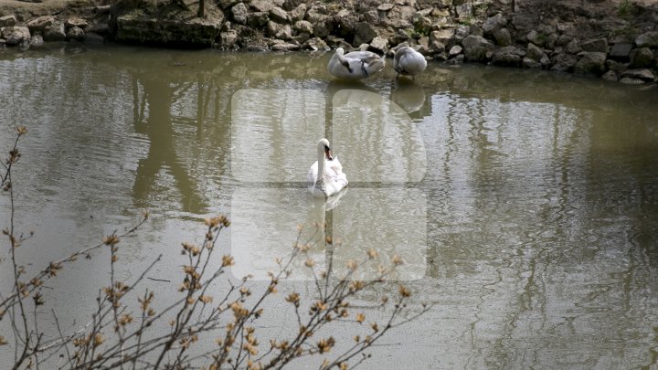 O specie de lebădă inclusă în Cartea Roşie, salvată de grădina Zoologică. Veterinarii i-au amputat aripa (FOTO)