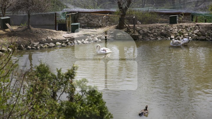 O specie de lebădă inclusă în Cartea Roşie, salvată de grădina Zoologică. Veterinarii i-au amputat aripa (FOTO)