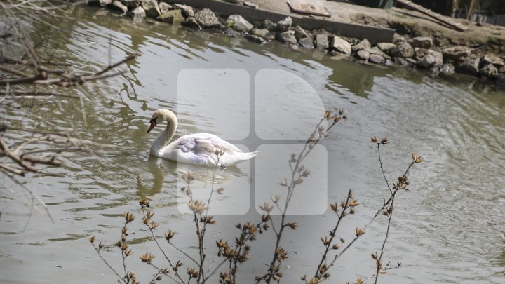 O specie de lebădă inclusă în Cartea Roşie, salvată de grădina Zoologică. Veterinarii i-au amputat aripa (FOTO)