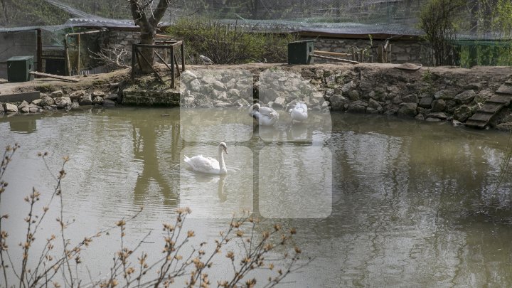 O specie de lebădă inclusă în Cartea Roşie, salvată de grădina Zoologică. Veterinarii i-au amputat aripa (FOTO)