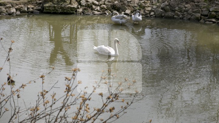 A început recensământul anual al lebedelor de pe Tamisa