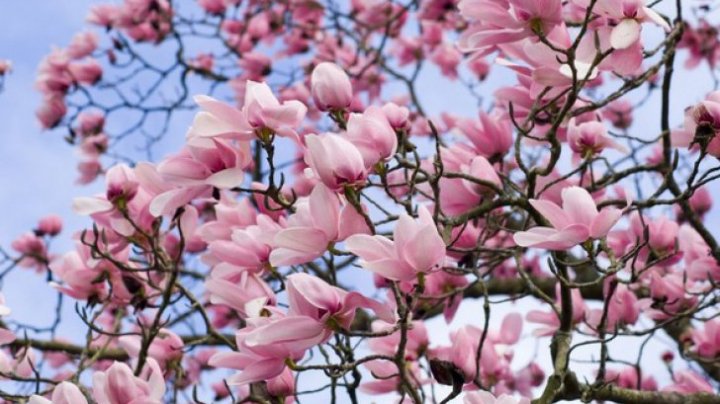 Cum se înmulţeşte magnolia. Trucuri pentru o grădină de vis