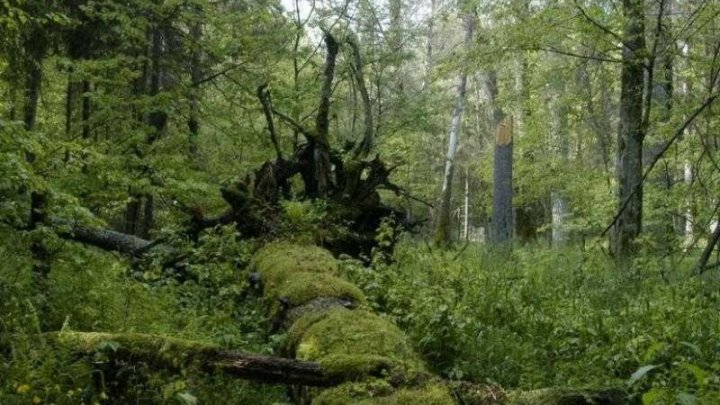 Polonia a încălcat legislaţia UE dispunând tăieri în Pădurea milenară Bialowieza