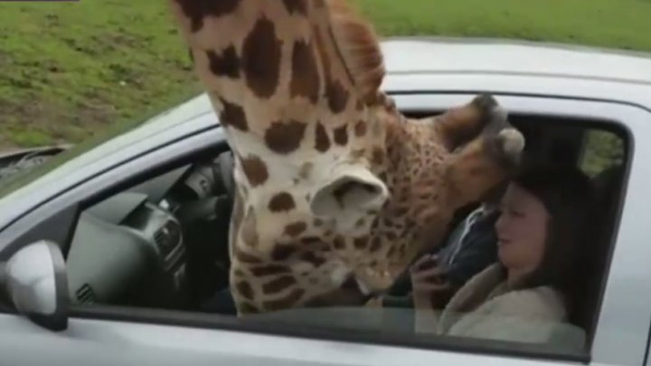 INCIDENT GRAV într-un parc safari din Marea Britanie. Momentul în care o girafă bagă capul pe geamul unei mașini (VIDEO)