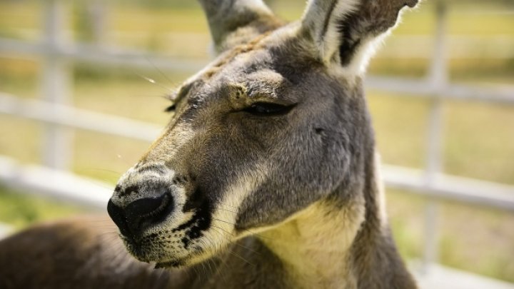 Vizitatorii unei grădini zoo au ucis un cangur, cu pietre. Care este motivul