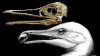 STUDIU: Primele păsări de pe Terra aveau ciocuri înzestrate cu dinţi