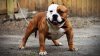 Pasiune specială: Luptătorul Mihai Sârbu ține patru câini de rasa Pitbull