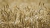 Prognoze pozitive pentru recolta de grâu. Ce cantitate de cereale ar putea obţine agricultorii