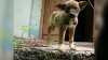 IMAGINI DINTR-O ALTĂ LUME! Cum arată câinii radioactivi de la Cernobîl, la 32 de ani de la dezastrul nuclear