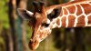 STUDIU: Girafele preferă să ia masa în compania prietenilor