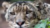 ŞOCANT! Un copil a fost mâncat de un leopard în Uganda
