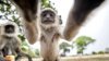 Un pui de maimuță și-a făcut un selfie în sălbăticie. Unde a găsit aparatul de fotografiat (FOTO)