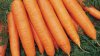 Motivul uimitor pentru care trebuie să mănânci morcovi în fiecare zi