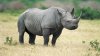 CAZ ŞOCANT în Nepal. Un rinocer a ucis un pescar în apropierea Parcului Naţional Chitwan