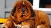 O femeie a cumpărat un căţeluş Tibetan Mastiff. Peste doi ani a trăit ŞOCUL VIEŢII (VIDEO)