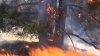 Incendiu de amploare în pădurile din Ucraina. Focul a distrus peste 600 de hectare de vegetaţie
