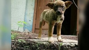 IMAGINI DINTR-O ALTĂ LUME! Cum arată câinii radioactivi de la Cernobîl, la 32 de ani de la dezastrul nuclear