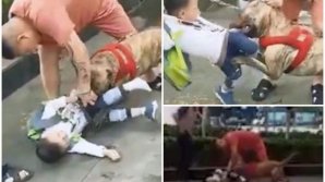 Imagini teribile. Un băieţel de 4 ani, sfâşiat pe stradă de un pitbull (VIDEO)