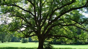 Bine de știut! Ce se întâmplă cu noi dacă stăm la umbra unui nuc