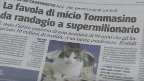 Un motan din Italia a devenit milionar, după ce stăpâna lui i-a lăsat prin testament toată averea (VIDEO)