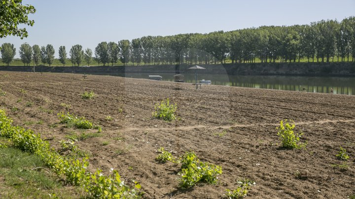 Se scaldă în râul Nistru şi fac băi de soare. Odihna de vară, în toi pe plaja de la Vadul lui Vodă (FOTOREPORT)