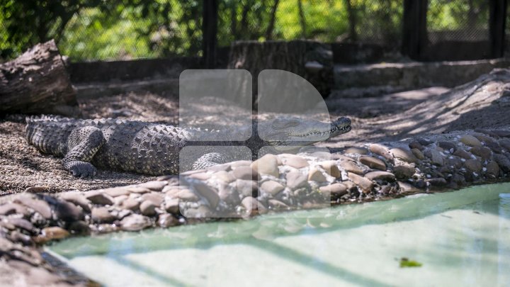 Povestea uluitoare a crocodilului Ghena de la Grădina Zoologică (FOTO/VIDEO)