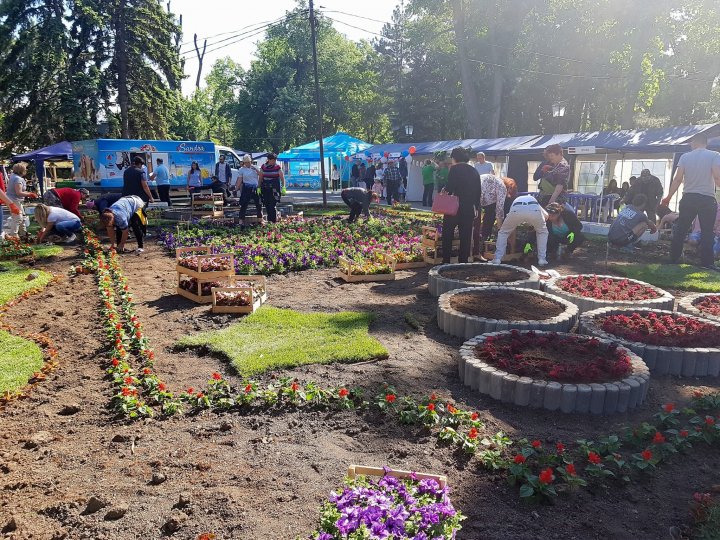 Silvia Radu a plantat un covor din flori în parcul Ștefan ce Mare în cadrul campaniei Fă ceva bun pentru Chișinău (FOTO)