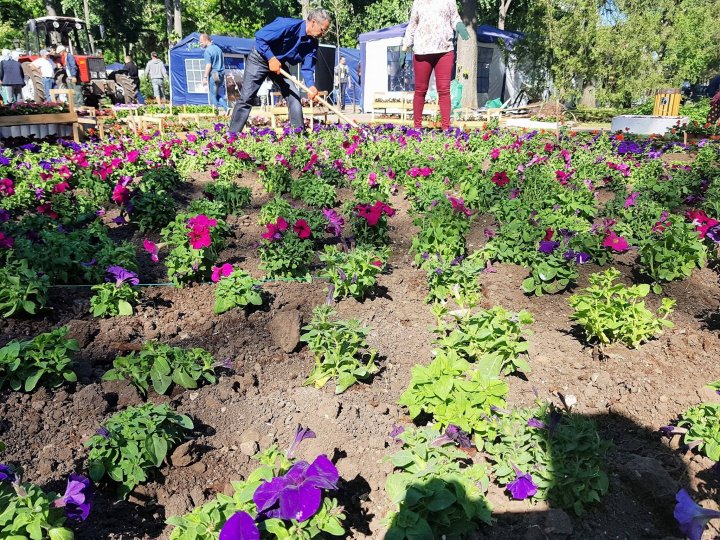 Silvia Radu a plantat un covor din flori în parcul Ștefan ce Mare în cadrul campaniei Fă ceva bun pentru Chișinău (FOTO)