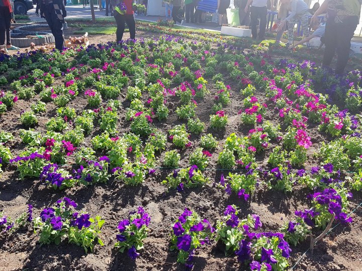 Silvia Radu a plantat un covor din flori în parcul Ștefan ce Mare în cadrul campaniei Fă ceva bun pentru Chișinău (FOTO)