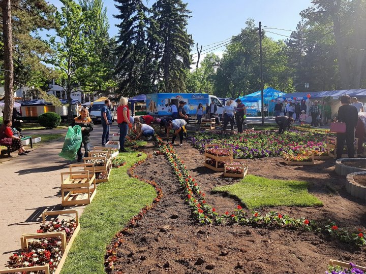 Silvia Radu a plantat un covor din flori în parcul Ștefan ce Mare în cadrul campaniei Fă ceva bun pentru Chișinău (FOTO)