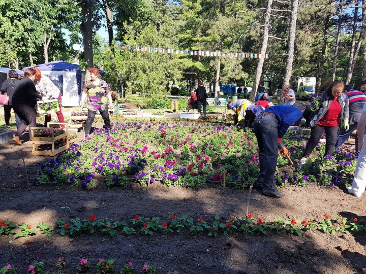 Silvia Radu a plantat un covor din flori în parcul Ștefan ce Mare în cadrul campaniei Fă ceva bun pentru Chișinău (FOTO)