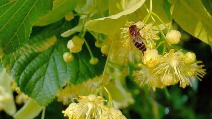 Cum să consumi corect florile de tei. Au puteri naturale vindecatoare