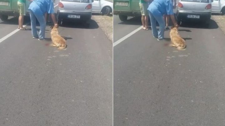 Imagini crunte. Un câine, legat de maşină de proprietar (VIDEO cu puternic impact EMOŢIONAL)