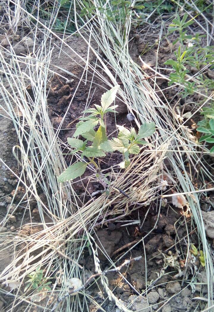 Țigări și canabis, depistate la fontiera moldo-română. Doi cetăţeni moldoveni, REŢINUŢI (FOTO)