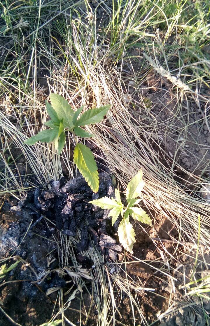 Țigări și canabis, depistate la fontiera moldo-română. Doi cetăţeni moldoveni, REŢINUŢI (FOTO)