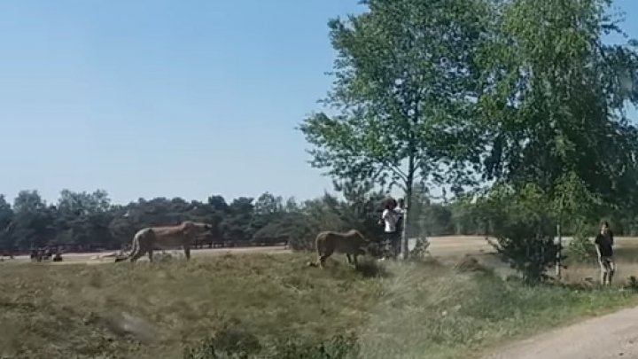 Imagini incredibile într-un parc de safari din Olanda. O familie de turişti francezi, prada mai multor gheparzi (VIDEO)