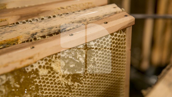 AFACERE DULCE PE GRANTURI. Povestea apicultorului care se bucură de prima miere din banii unui concurs organizat de AOAM (FOTOREPORT)