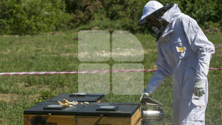 AFACERE DULCE PE GRANTURI. Povestea apicultorului care se bucură de prima miere din banii unui concurs organizat de AOAM (FOTOREPORT)