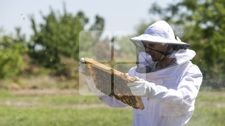 AFACERE DULCE PE GRANTURI. Povestea apicultorului care se bucură de prima miere din banii unui concurs organizat de AOAM (FOTOREPORT)