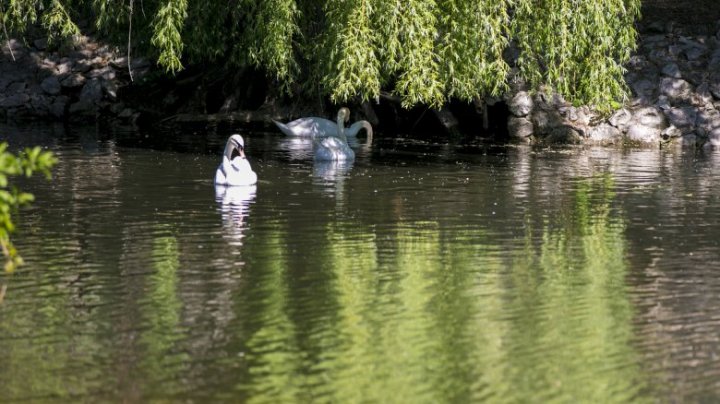 Povestea uluitoare a crocodilului Ghena de la Grădina Zoologică (FOTO/VIDEO)