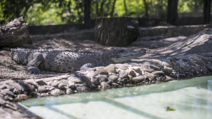 Povestea uluitoare a crocodilului Ghena de la Grădina Zoologică (FOTO/VIDEO)