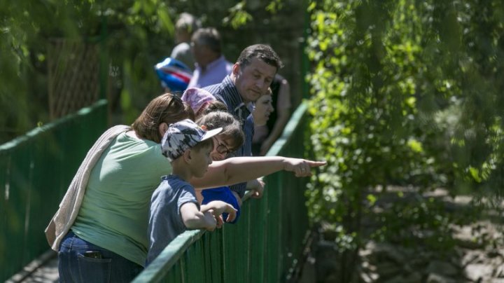 Povestea uluitoare a crocodilului Ghena de la Grădina Zoologică (FOTO/VIDEO)