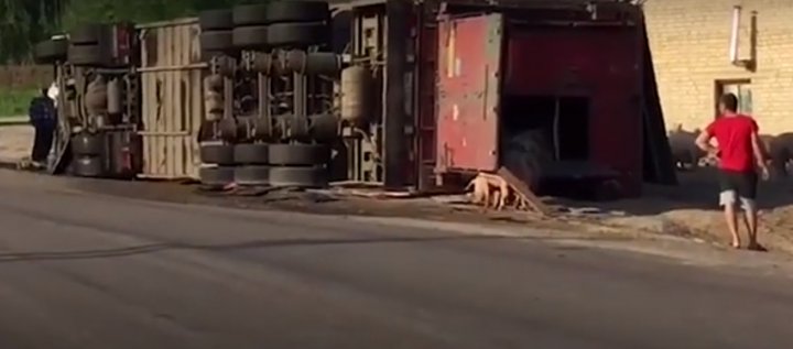 Accident în Rusia. Un camion încărcat cu 200 de porci s-a răsturnat (FOTO)