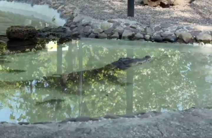 Povestea uluitoare a crocodilului Ghena de la Grădina Zoologică (FOTO/VIDEO)