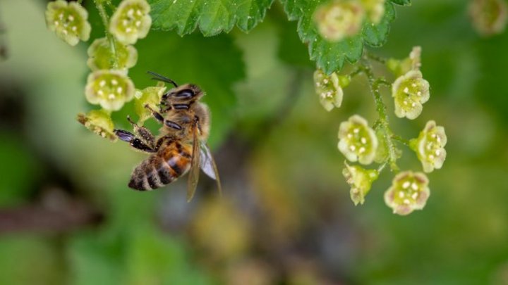 Ce proprietăţi miraculoase are lăptişorul de matcă. Este indispensabil pentru sănătate