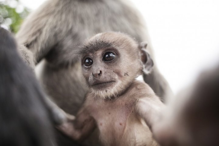 Un pui de maimuță și-a făcut un selfie în sălbăticie. Unde a găsit aparatul de fotografiat (FOTO)