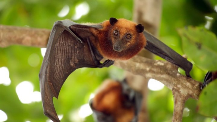 Cel puţin cinci oameni au murit în Italia după ce au contractat virusul Nipah